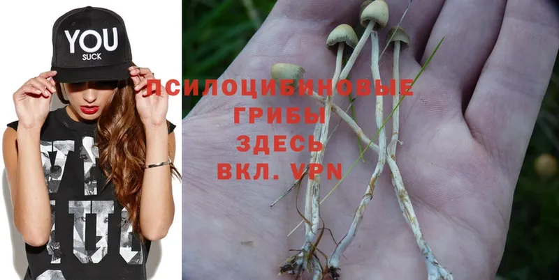 KRAKEN зеркало  Туринск  Псилоцибиновые грибы Cubensis 